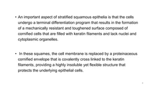 • An important aspect of stratified squamous epithelia is that the cells
undergo a terminal differentiation program that results in the formation
of a mechanically resistant and toughened surface composed of
cornified cells that are filled with keratin filaments and lack nuclei and
cytoplasmic organelles.
• In these squames, the cell membrane is replaced by a proteinaceous
cornified envelope that is covalently cross linked to the keratin
filaments, providing a highly insoluble yet flexible structure that
protects the underlying epithelial cells.
6
 