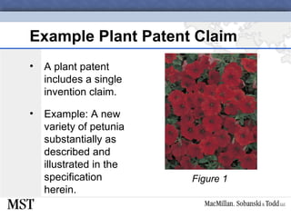 11-U.S. Plant-Related Intellectual Property Protection | PPT