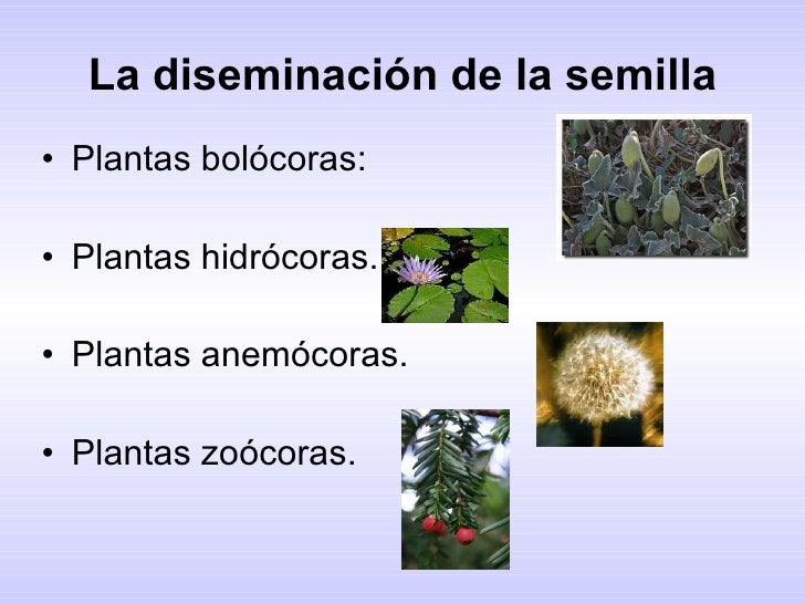 Resultado de imagen para tipos de diseminacion de la semilla