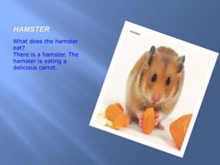 HAMSTER
What does the hamster
eat?
There is a hamster. The
hamster is eating a
delicious carrot.
 