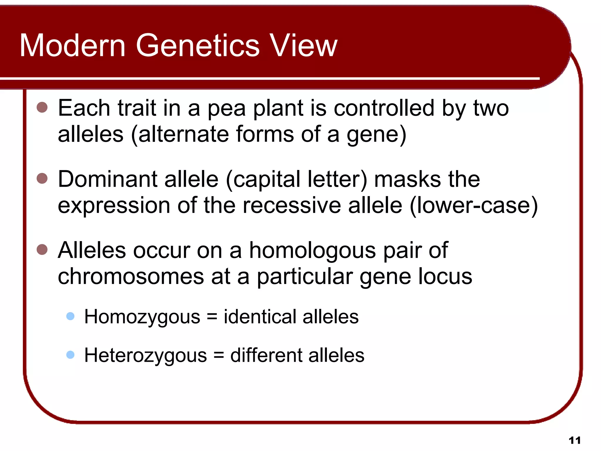 Modern Genetics View Each trait in a pea plant is controlled by two alleles (alternate forms of a gene) Dominant allele (capital letter) masks the expression of the recessive allele (lower-case) Alleles occur on a homologous pair of chromosomes at a particular gene locus Homozygous = identical alleles Heterozygous = different alleles 