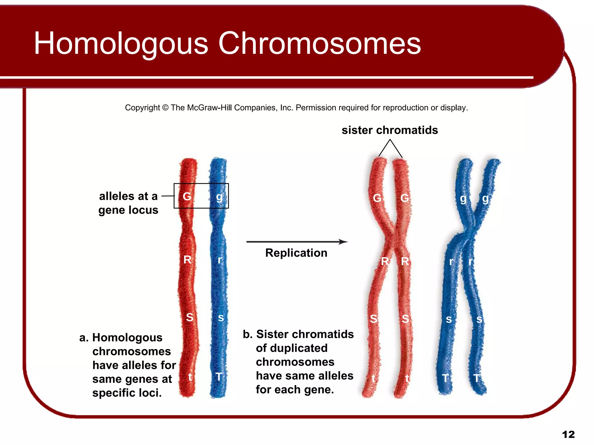 Homologous Chromosomes Replication alleles at a gene locus sister chromatids b. Sister chromatids of duplicated chromosomes have same alleles for each gene. a. Homologous chromosomes have alleles for same genes at specific loci. G R S t G R S t G R S t g r s T g r s T g r s T Copyright © The McGraw-Hill Companies, Inc. Permission required for reproduction or display. 