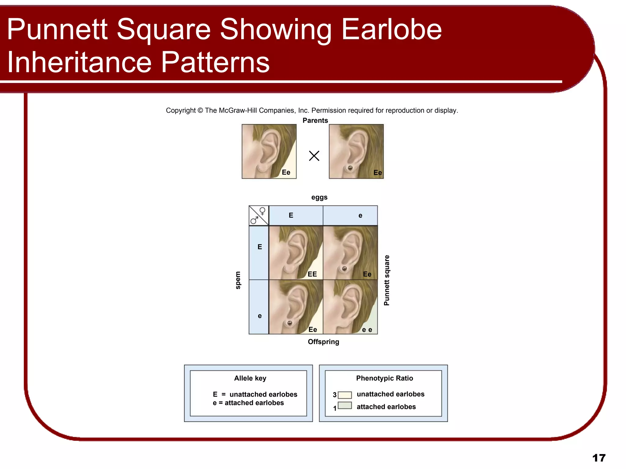 Punnett Square Showing Earlobe Inheritance Patterns Copyright © The McGraw-Hill Companies, Inc. Permission required for reproduction or display. Parents Ee Ee eggs spem Punnett square Offspring E e E e Ee Ee EE e e Allele key Phenotypic Ratio unattached earlobes 3 1 E  =  unattached earlobes e = attached earlobes attached earlobes 