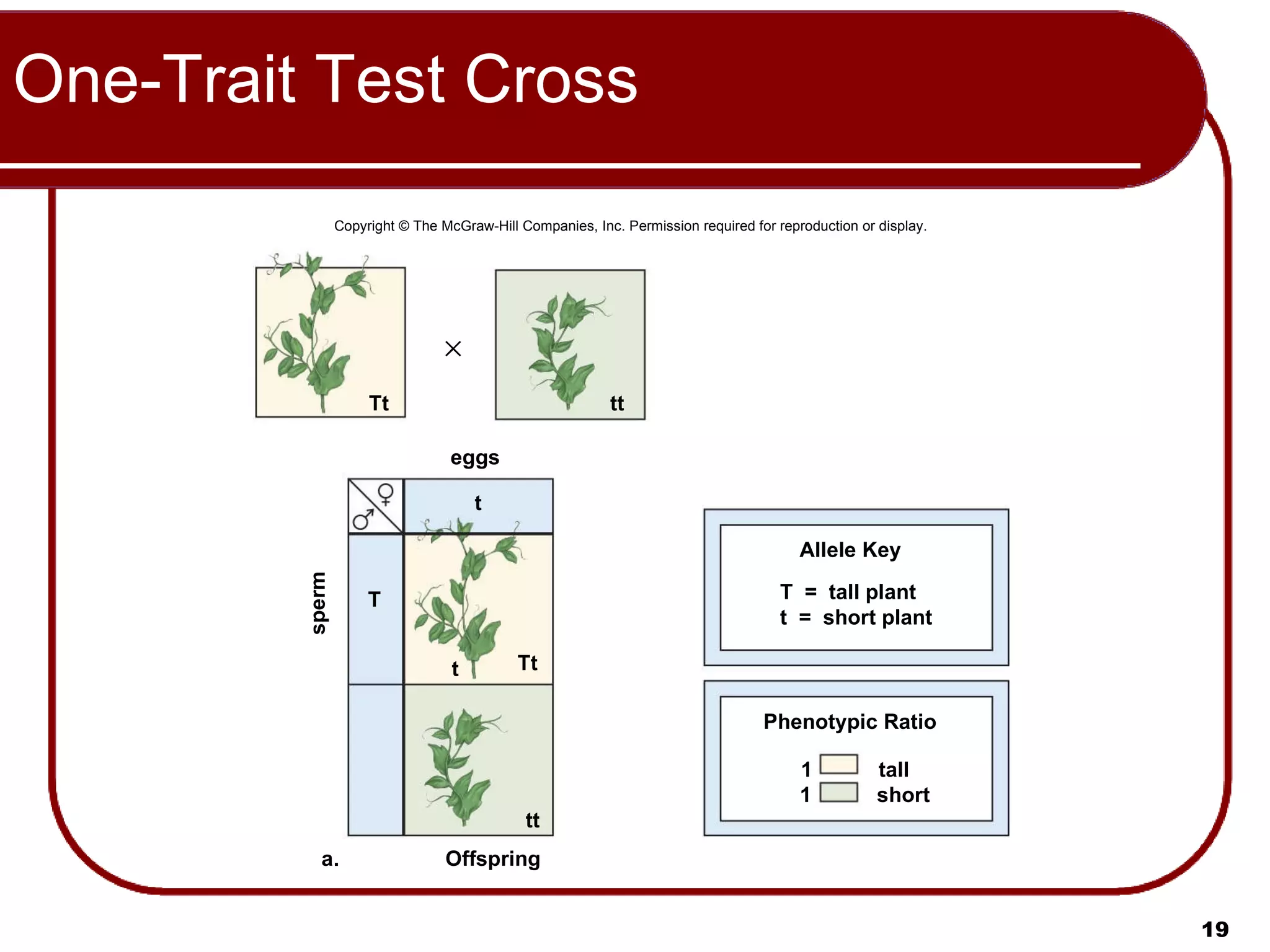 One-Trait Test Cross Insert figure 11.7a here Phenotypic Ratio eggs a. sperm t T t Offspring Tt tt Tt tt Allele Key short 1 tall 1 T  =  tall plant t  =  short plant Copyright © The McGraw-Hill Companies, Inc. Permission required for reproduction or display. 