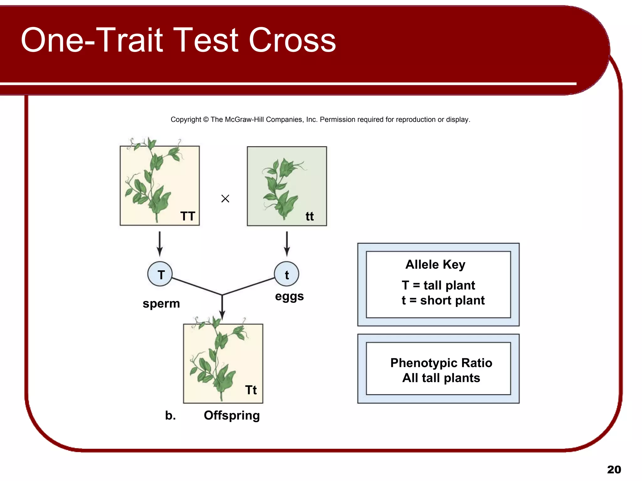 One-Trait Test Cross Copyright © The McGraw-Hill Companies, Inc. Permission required for reproduction or display. b. t T Tt Offspring eggs sperm TT tt Allele Key Phenotypic Ratio All tall plants T = tall plant t = short plant 