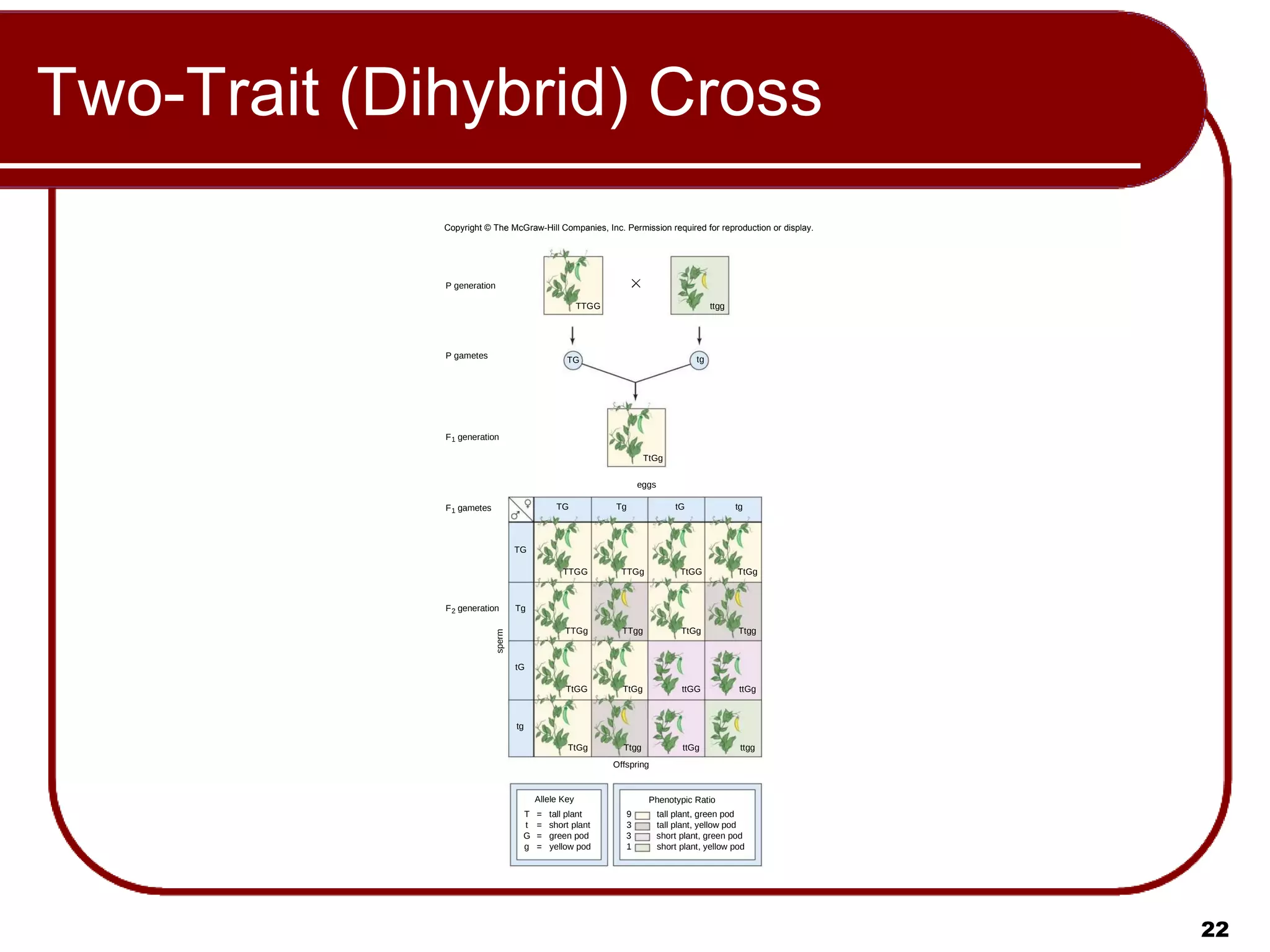 Two-Trait (Dihybrid) Cross Copyright © The McGraw-Hill Companies, Inc. Permission required for reproduction or display. TtGg ttgg TTGG Offspring P generation P gametes F 2 generation F 1 generation F 1 gametes eggs sperm TG Tg TG Tg tg tG tG tg tg TG TTGg TtGG TtGg TTGg Ttgg TtGG ttGG ttGg TtGg Ttgg ttGg ttgg TTGG TtGg TTgg TtGg Allele Key = = = = T t G g tall plant short plant green pod yellow pod Phenotypic Ratio 9  tall plant, green pod 3  tall plant, yellow pod 3  short plant, green pod 1  short plant, yellow pod 