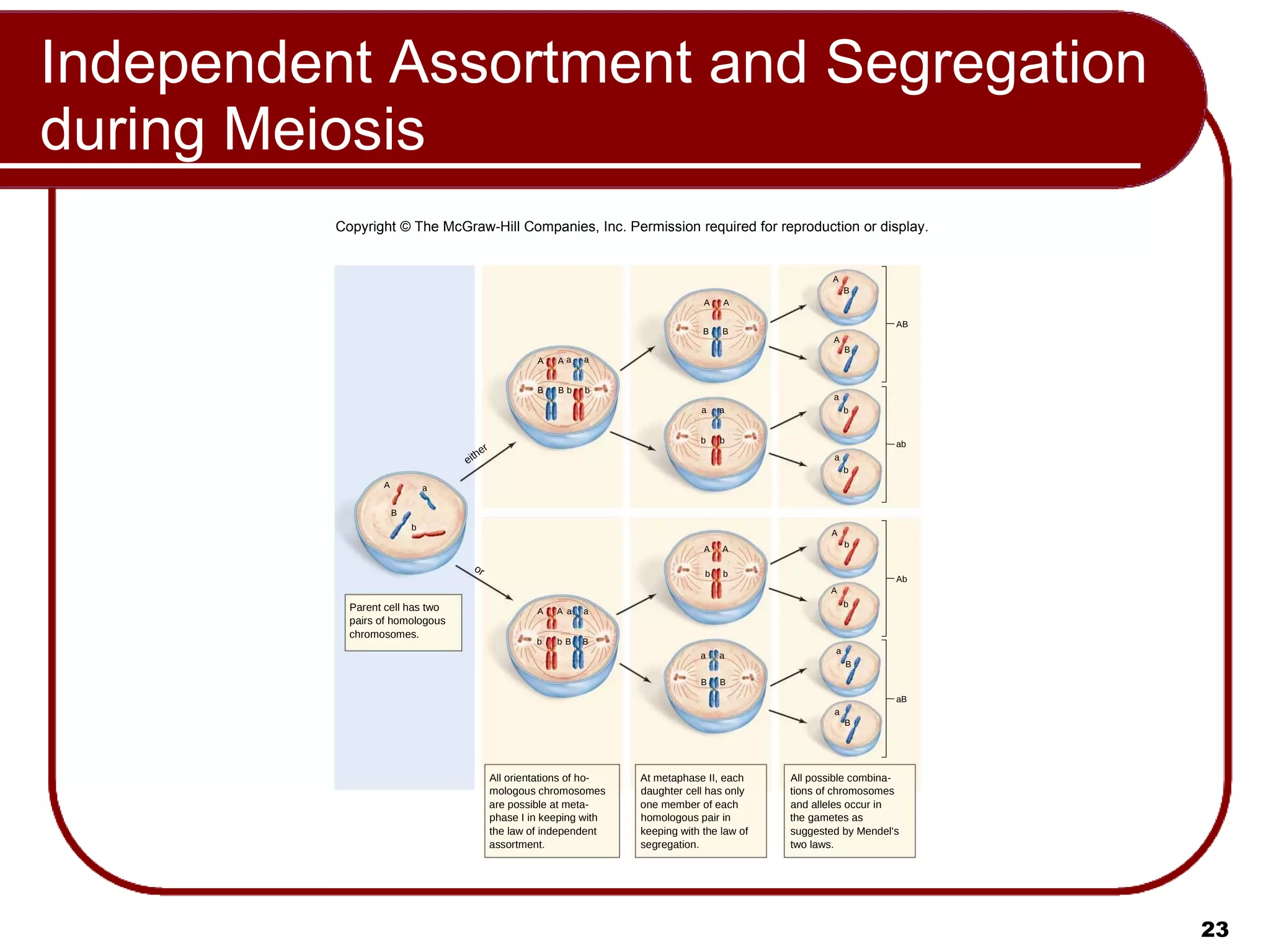 Independent Assortment and Segregation during Meiosis Copyright © The McGraw-Hill Companies, Inc. Permission required for reproduction or display. Parent cell has two pairs of homologous chromosomes. All possible combina- tions of chromosomes and alleles occur in the gametes as suggested by Mendel's two laws. All orientations of ho- mologous chromosomes are possible at meta- phase I in keeping with the law of independent assortment. At metaphase II, each daughter cell has only one member of each homologous pair in keeping with the law of segregation. A A A A A A A AB ab Ab aB a a a a a a a A A b A a a a B B B B B B B B B B a B b b b A A b b B B a a b b b b b A b b either or 