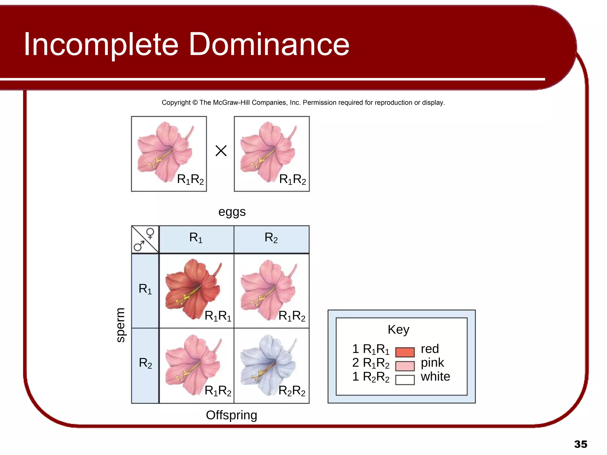 Incomplete Dominance Copyright © The McGraw-Hill Companies, Inc. Permission required for reproduction or display. R 1 R 2 R 1 R 2 R 1 R 2 R 1 R 2 R 1 R 1 R 2 R 2 R 1 R 2 R 1 R 2 eggs sperm Offspring Key 1 R 1 R 1 2 R 1 R 2 1 R 2 R 2 red pink white 
