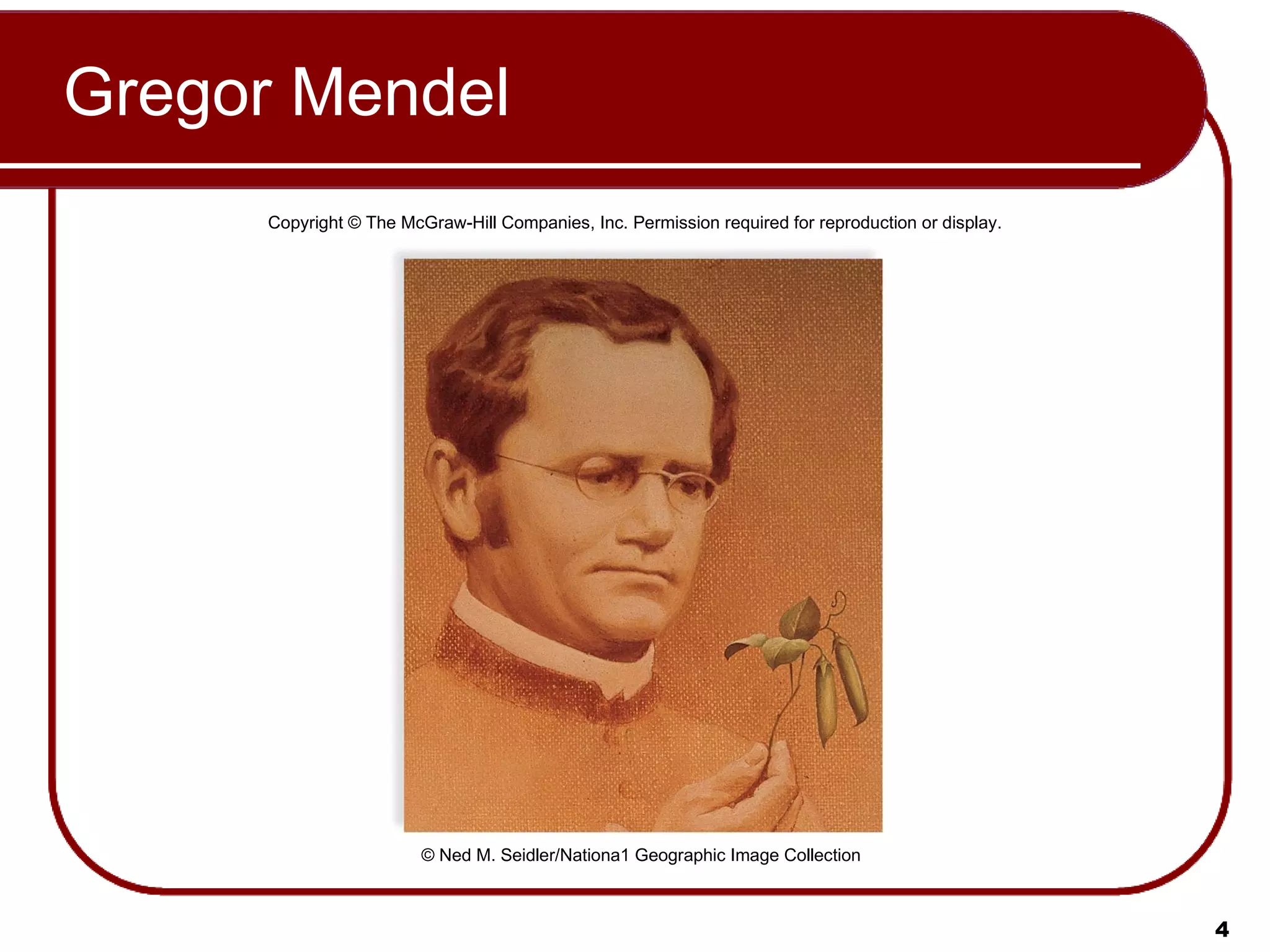 Gregor Mendel Copyright © The McGraw-Hill Companies, Inc. Permission required for reproduction or display. © Ned M. Seidler/Nationa1 Geographic Image Collection 