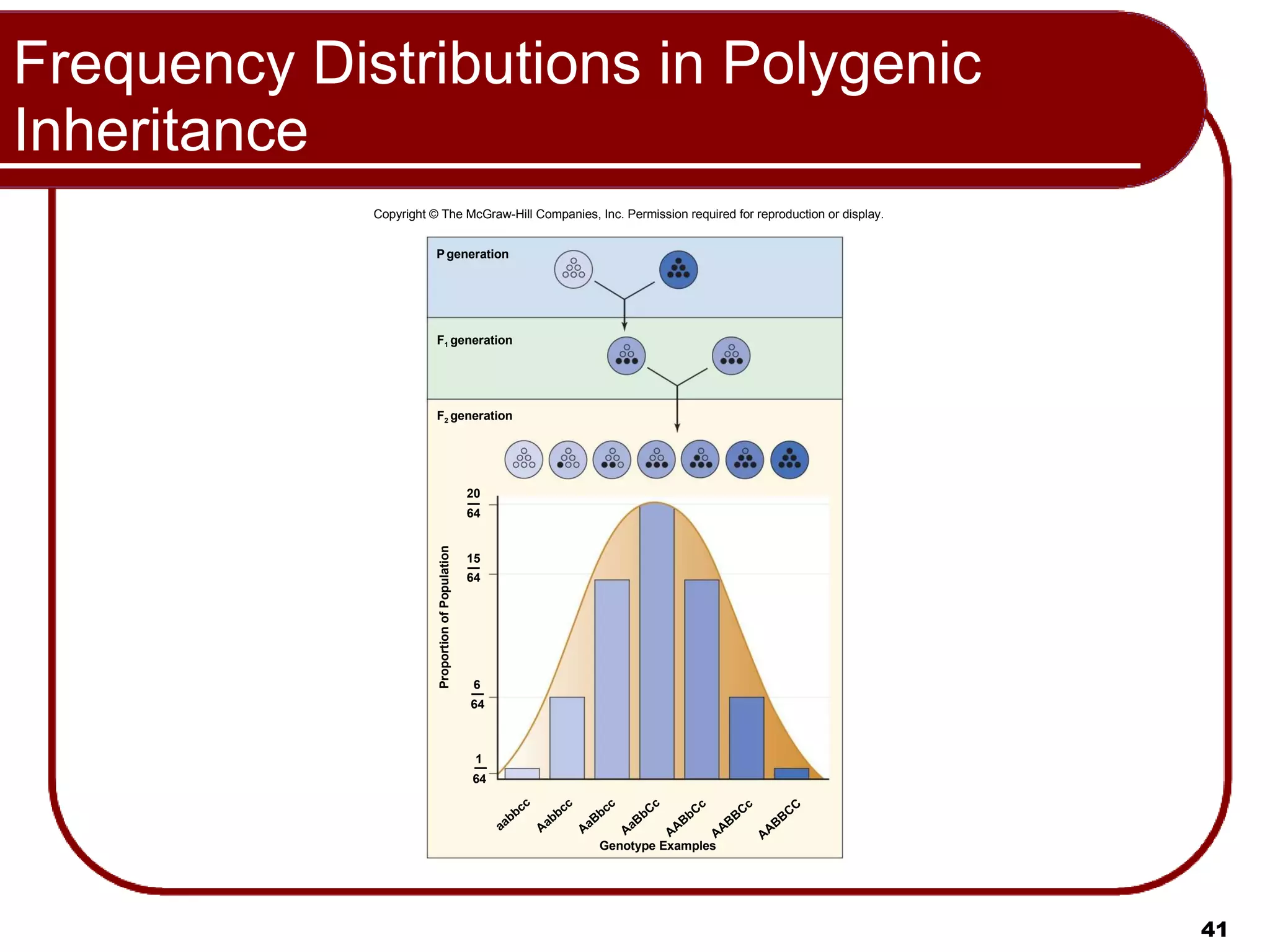 Frequency Distributions in Polygenic Inheritance Copyright © The McGraw-Hill Companies, Inc. Permission required for reproduction or display. F 2  generation F 1  generation P   generation aabbcc Aabbcc AaBbcc AaBbCc AABbCc AABBCc AABBCC Genotype Examples 1 64 — 6 — 64 15 — 64 20 — 64 Proportion of Population 