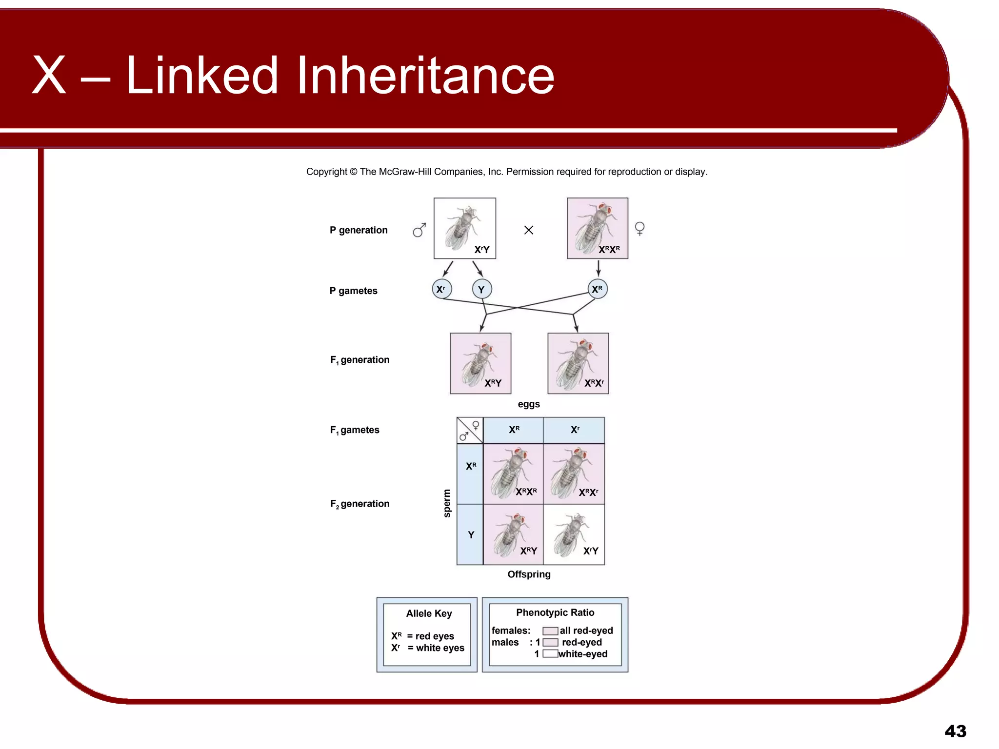 X – Linked Inheritance Copyright © The McGraw-Hill Companies, Inc. Permission required for reproduction or display. Offspring eggs sperm P generation P gametes F 2  generation F 1  generation F 1  gametes X R X R X r Y X r X R Y X R Y X R X r X r X R X R X r X R X R X r Y X R Y X R Y Allele Key X R   = red eyes X r   = white eyes Phenotypic Ratio females:  all red-eyed males  : 1  red-eyed 1  white-eyed 