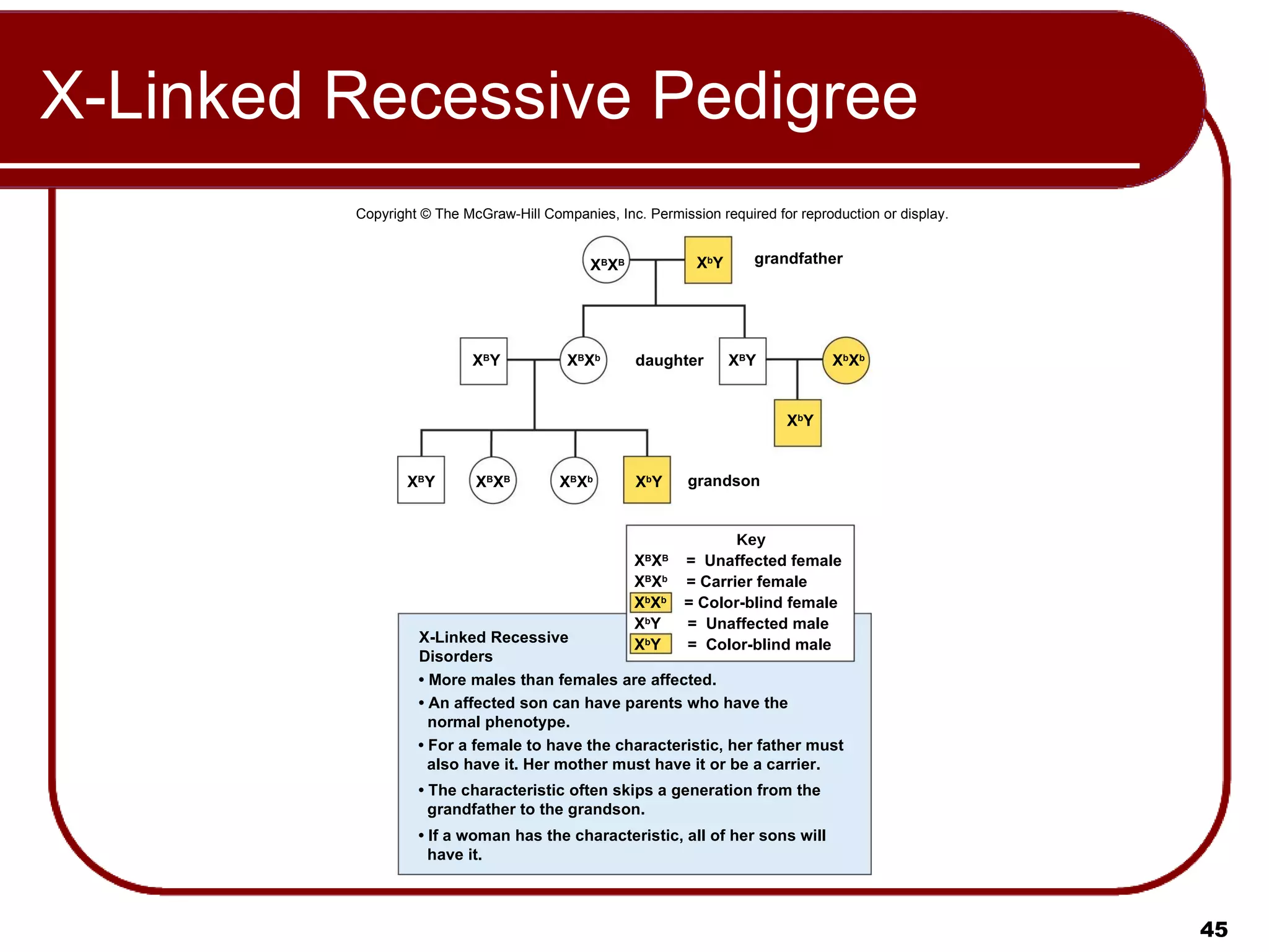 X-Linked Recessive Pedigree Copyright © The McGraw-Hill Companies, Inc. Permission required for reproduction or display. X B X B X b Y grandfather daughter X B X b X B Y X B Y X b X b X b Y X B X b grandson X B Y X B X B X b Y Key X B X B   =  Unaffected female X B X b  = Carrier female X b X b  = Color-blind female X b Y  =  Unaffected male X b Y  =  Color-blind male X-Linked Recessive Disorders •  More males than females are affected. •  An affected son can have parents who have the normal phenotype. •  For a female to have the characteristic, her father must also have it. Her mother must have it or be a carrier. •  The characteristic often skips a generation from the grandfather to the grandson. •  If a woman has the characteristic, all of her sons will have it. 