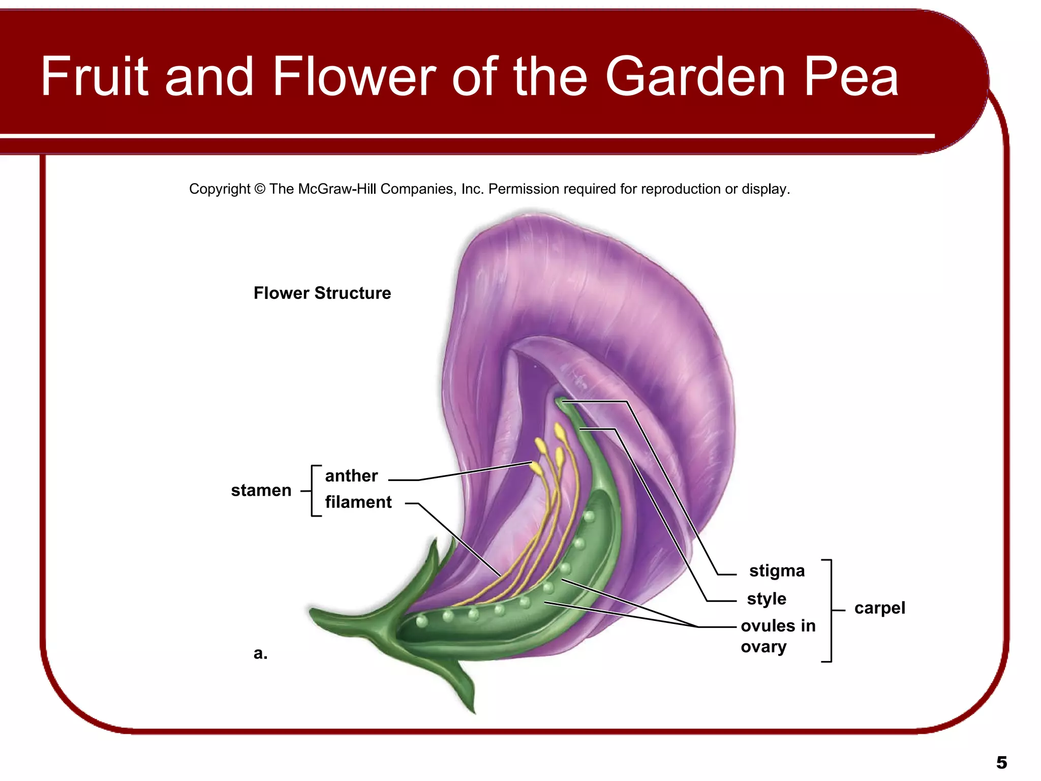 Fruit and Flower of the Garden Pea Copyright © The McGraw-Hill Companies, Inc. Permission required for reproduction or display. a. Flower Structure filament anther stamen stigma style ovules in ovary carpel 