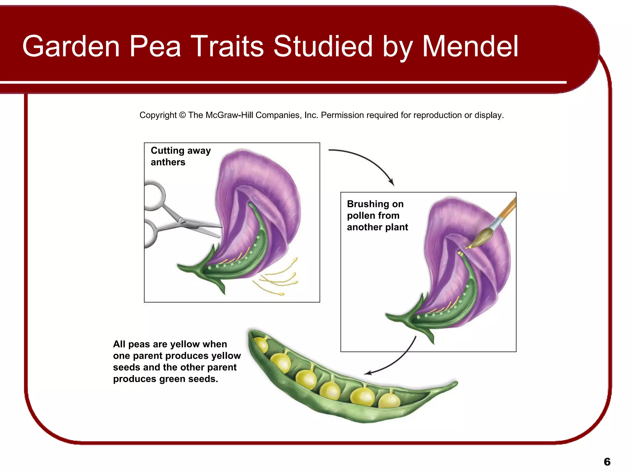 Garden Pea Traits Studied by Mendel Copyright © The McGraw-Hill Companies, Inc. Permission required for reproduction or display. Cutting away anthers Brushing on pollen from another plant All peas are yellow when one parent produces yellow seeds and the other parent produces green seeds. 