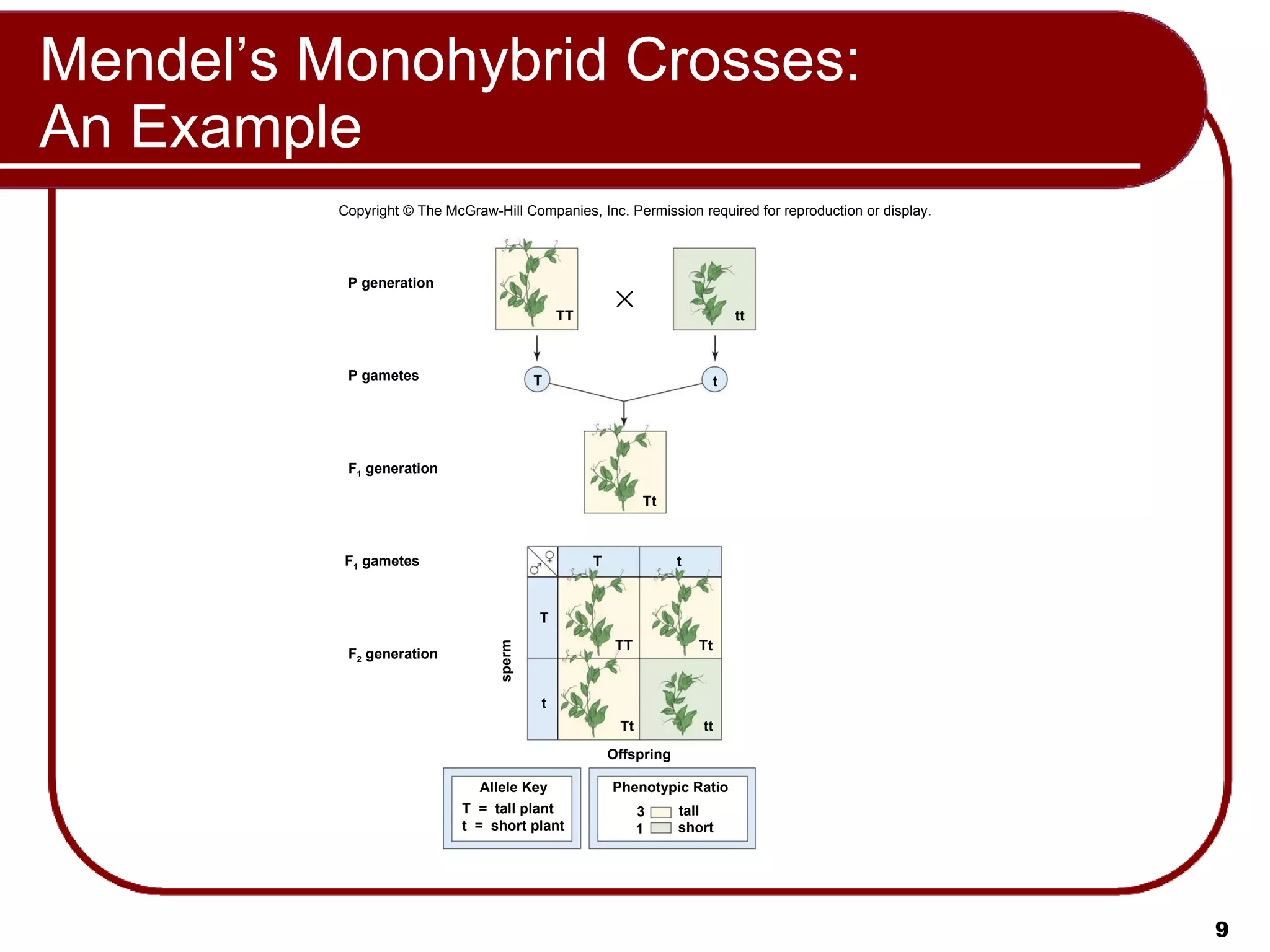 Mendel’s Monohybrid Crosses: An Example Copyright © The McGraw-Hill Companies, Inc. Permission required for reproduction or display. TT tt t T P generation P gametes F 1  gametes F 2  generation F 1  generation Tt T t sperm T t TT Tt Tt tt Offspring Phenotypic Ratio short 1 tall 3 Allele Key T  =  tall plant t  =  short plant 