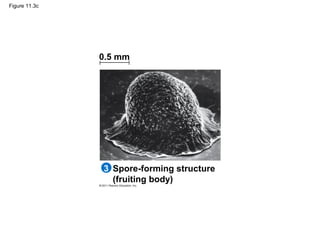 Figure 11.3c
Spore-forming structure
(fruiting body)
0.5 mm
3
 