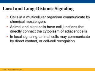 Local and Long-Distance Signaling
• Cells in a multicellular organism communicate by
chemical messengers
• Animal and plant cells have cell junctions that
directly connect the cytoplasm of adjacent cells
• In local signaling, animal cells may communicate
by direct contact, or cell-cell recognition
© 2011 Pearson Education, Inc.
 