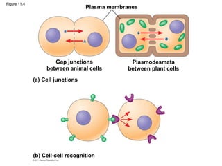 Figure 11.4
Plasma membranes
Gap junctions
between animal cells
Plasmodesmata
between plant cells
(a) Cell junctions
(b) Cell-cell recognition
 