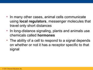 • In many other cases, animal cells communicate
using local regulators, messenger molecules that
travel only short distances
• In long-distance signaling, plants and animals use
chemicals called hormones
• The ability of a cell to respond to a signal depends
on whether or not it has a receptor specific to that
signal
© 2011 Pearson Education, Inc.
 