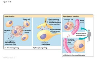 Figure 11.5
Local signaling Long-distance signaling
Target cell
Secreting
cell
Secretory
vesicle
Local regulator
diffuses through
extracellular fluid.
(a) Paracrine signaling (b) Synaptic signaling
Electrical signal
along nerve cell
triggers release of
neurotransmitter.
Neurotransmitter
diffuses across
synapse.
Target cell
is stimulated.
Endocrine cell
Blood
vessel
Hormone travels
in bloodstream.
Target cell
specifically
binds
hormone.
(c) Endocrine (hormonal) signaling
 