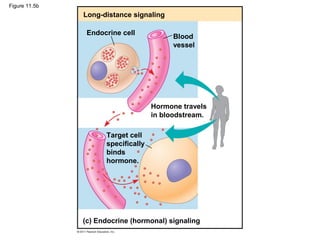 Figure 11.5b
Long-distance signaling
Endocrine cell
Blood
vessel
Hormone travels
in bloodstream.
Target cell
specifically
binds
hormone.
(c) Endocrine (hormonal) signaling
 