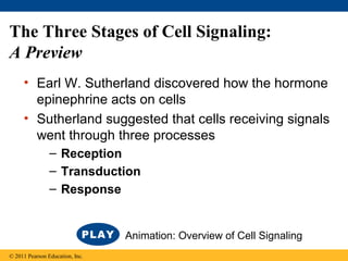 The Three Stages of Cell Signaling:
A Preview
• Earl W. Sutherland discovered how the hormone
epinephrine acts on cells
• Sutherland suggested that cells receiving signals
went through three processes
– Reception
– Transduction
– Response
© 2011 Pearson Education, Inc.
Animation: Overview of Cell Signaling
 