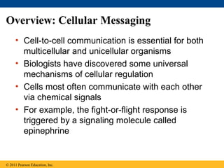 Overview: Cellular Messaging
• Cell-to-cell communication is essential for both
multicellular and unicellular organisms
• Biologists have discovered some universal
mechanisms of cellular regulation
• Cells most often communicate with each other
via chemical signals
• For example, the fight-or-flight response is
triggered by a signaling molecule called
epinephrine
© 2011 Pearson Education, Inc.
 