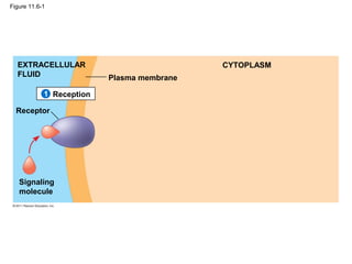 Figure 11.6-1
Plasma membrane
EXTRACELLULAR
FLUID
CYTOPLASM
Reception
Receptor
Signaling
molecule
1
 