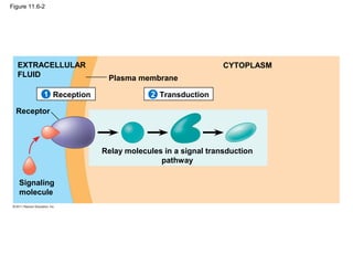 Figure 11.6-2
Plasma membrane
EXTRACELLULAR
FLUID
CYTOPLASM
Reception Transduction
Receptor
Signaling
molecule
Relay molecules in a signal transduction
pathway
21
 