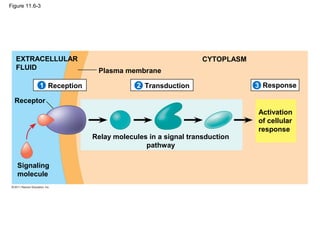 Figure 11.6-3
Plasma membrane
EXTRACELLULAR
FLUID
CYTOPLASM
Reception Transduction Response
Receptor
Signaling
molecule
Activation
of cellular
response
Relay molecules in a signal transduction
pathway
321
 