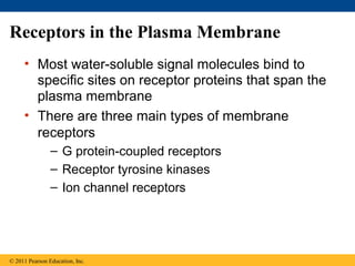 Receptors in the Plasma Membrane
• Most water-soluble signal molecules bind to
specific sites on receptor proteins that span the
plasma membrane
• There are three main types of membrane
receptors
– G protein-coupled receptors
– Receptor tyrosine kinases
– Ion channel receptors
© 2011 Pearson Education, Inc.
 
