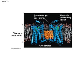 Figure 11.8
Plasma
membrane
Cholesterol
β2-adrenergic
receptors
Molecule
resembling
ligand
 