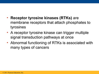 • Receptor tyrosine kinases (RTKs) are
membrane receptors that attach phosphates to
tyrosines
• A receptor tyrosine kinase can trigger multiple
signal transduction pathways at once
• Abnormal functioning of RTKs is associated with
many types of cancers
© 2011 Pearson Education, Inc.
 