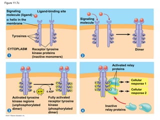 Figure 11.7c
Signaling
molecule (ligand)
21
3 4
Ligand-binding site
α helix in the
membrane
Tyrosines
CYTOPLASM Receptor tyrosine
kinase proteins
(inactive monomers)
Signaling
molecule
Dimer
Tyr
Tyr
Tyr
Tyr
Tyr
Tyr
Tyr
Tyr
Tyr
Tyr
Tyr
Tyr
Tyr
Tyr
Tyr
Tyr
Tyr
Tyr
Tyr
Tyr
Tyr
Tyr
Tyr
Tyr
Tyr
Tyr
Tyr
Tyr
Tyr
Tyr
Tyr
Tyr
Tyr
Tyr
Tyr
Tyr
P
P
P
P
P
P
P
P
P
P
P
P
Activated tyrosine
kinase regions
(unphosphorylated
dimer)
Fully activated
receptor tyrosine
kinase
(phosphorylated
dimer)
Activated relay
proteins
Cellular
response 1
Cellular
response 2
Inactive
relay proteins
6 ATP 6 ADP
 