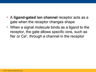 • A ligand-gated ion channel receptor acts as a
gate when the receptor changes shape
• When a signal molecule binds as a ligand to the
receptor, the gate allows specific ions, such as
Na+
or Ca2+
, through a channel in the receptor
© 2011 Pearson Education, Inc.
 
