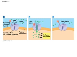 Figure 11.7d
Signaling
molecule
(ligand)
21 3
Gate
closed Ions
Ligand-gated
ion channel receptor
Plasma
membrane
Gate
open
Cellular
response
Gate closed
 