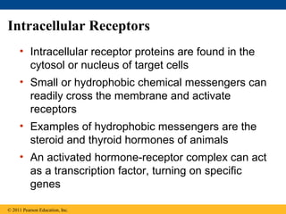 Intracellular Receptors
• Intracellular receptor proteins are found in the
cytosol or nucleus of target cells
• Small or hydrophobic chemical messengers can
readily cross the membrane and activate
receptors
• Examples of hydrophobic messengers are the
steroid and thyroid hormones of animals
• An activated hormone-receptor complex can act
as a transcription factor, turning on specific
genes
© 2011 Pearson Education, Inc.
 
