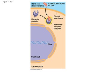 Figure 11.9-2
Hormone
(testosterone)
Receptor
protein
Plasma
membrane
Hormone-
receptor
complex
DNA
NUCLEUS
CYTOPLASM
EXTRACELLULAR
FLUID
 