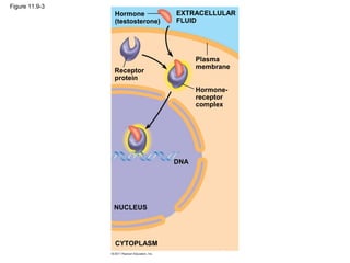 Figure 11.9-3
Hormone
(testosterone)
Receptor
protein
Plasma
membrane
Hormone-
receptor
complex
DNA
NUCLEUS
CYTOPLASM
EXTRACELLULAR
FLUID
 