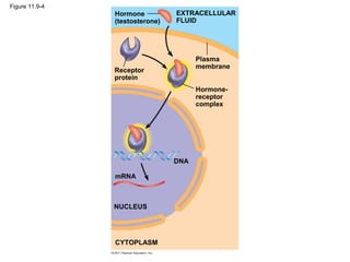 Figure 11.9-4
Hormone
(testosterone)
Receptor
protein
Plasma
membrane
Hormone-
receptor
complex
DNA
mRNA
NUCLEUS
CYTOPLASM
EXTRACELLULAR
FLUID
 