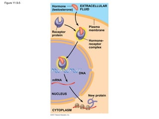Figure 11.9-5
Hormone
(testosterone)
Receptor
protein
Plasma
membrane
EXTRACELLULAR
FLUID
Hormone-
receptor
complex
DNA
mRNA
NUCLEUS
CYTOPLASM
New protein
 