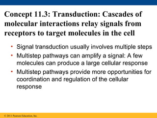 Concept 11.3: Transduction: Cascades of
molecular interactions relay signals from
receptors to target molecules in the cell
• Signal transduction usually involves multiple steps
• Multistep pathways can amplify a signal: A few
molecules can produce a large cellular response
• Multistep pathways provide more opportunities for
coordination and regulation of the cellular
response
© 2011 Pearson Education, Inc.
 