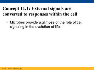 Concept 11.1: External signals are
converted to responses within the cell
• Microbes provide a glimpse of the role of cell
signaling in the evolution of life
© 2011 Pearson Education, Inc.
 