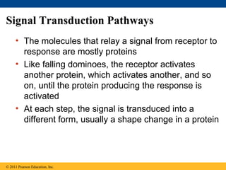 Signal Transduction Pathways
• The molecules that relay a signal from receptor to
response are mostly proteins
• Like falling dominoes, the receptor activates
another protein, which activates another, and so
on, until the protein producing the response is
activated
• At each step, the signal is transduced into a
different form, usually a shape change in a protein
© 2011 Pearson Education, Inc.
 
