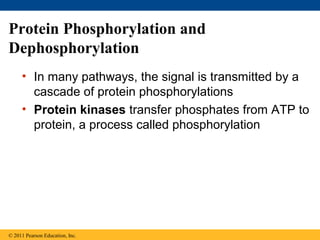 Protein Phosphorylation and
Dephosphorylation
• In many pathways, the signal is transmitted by a
cascade of protein phosphorylations
• Protein kinases transfer phosphates from ATP to
protein, a process called phosphorylation
© 2011 Pearson Education, Inc.
 