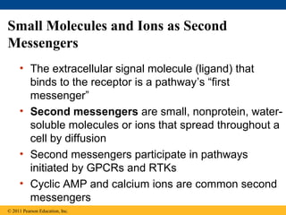 Small Molecules and Ions as Second
Messengers
• The extracellular signal molecule (ligand) that
binds to the receptor is a pathway’s “first
messenger”
• Second messengers are small, nonprotein, water-
soluble molecules or ions that spread throughout a
cell by diffusion
• Second messengers participate in pathways
initiated by GPCRs and RTKs
• Cyclic AMP and calcium ions are common second
messengers
© 2011 Pearson Education, Inc.
 