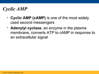 Cyclic AMP
• Cyclic AMP (cAMP) is one of the most widely
used second messengers
• Adenylyl cyclase, an enzyme in the plasma
membrane, converts ATP to cAMP in response to
an extracellular signal
© 2011 Pearson Education, Inc.
 