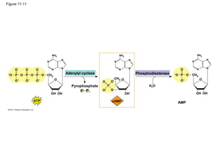 Figure 11.11
Adenylyl cyclase Phosphodiesterase
Pyrophosphate
AMP
H2O
ATP
P iP
cAMP
 