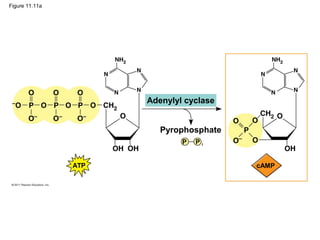 Figure 11.11a
Adenylyl cyclase
Pyrophosphate
ATP
P iP
cAMP
 
