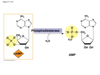 Figure 11.11b
Phosphodiesterase
AMP
H2O
cAMP
H2O
 